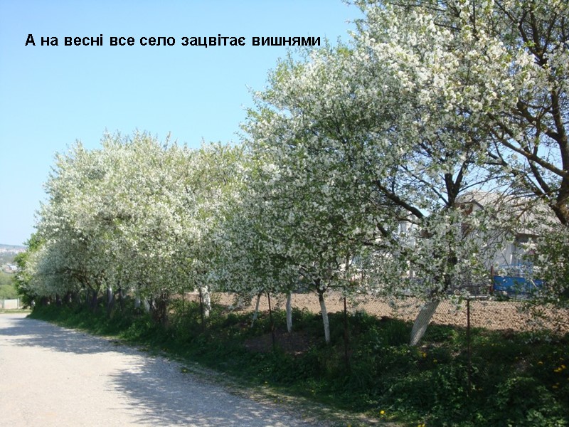 А на весні все село зацвітає вишнями